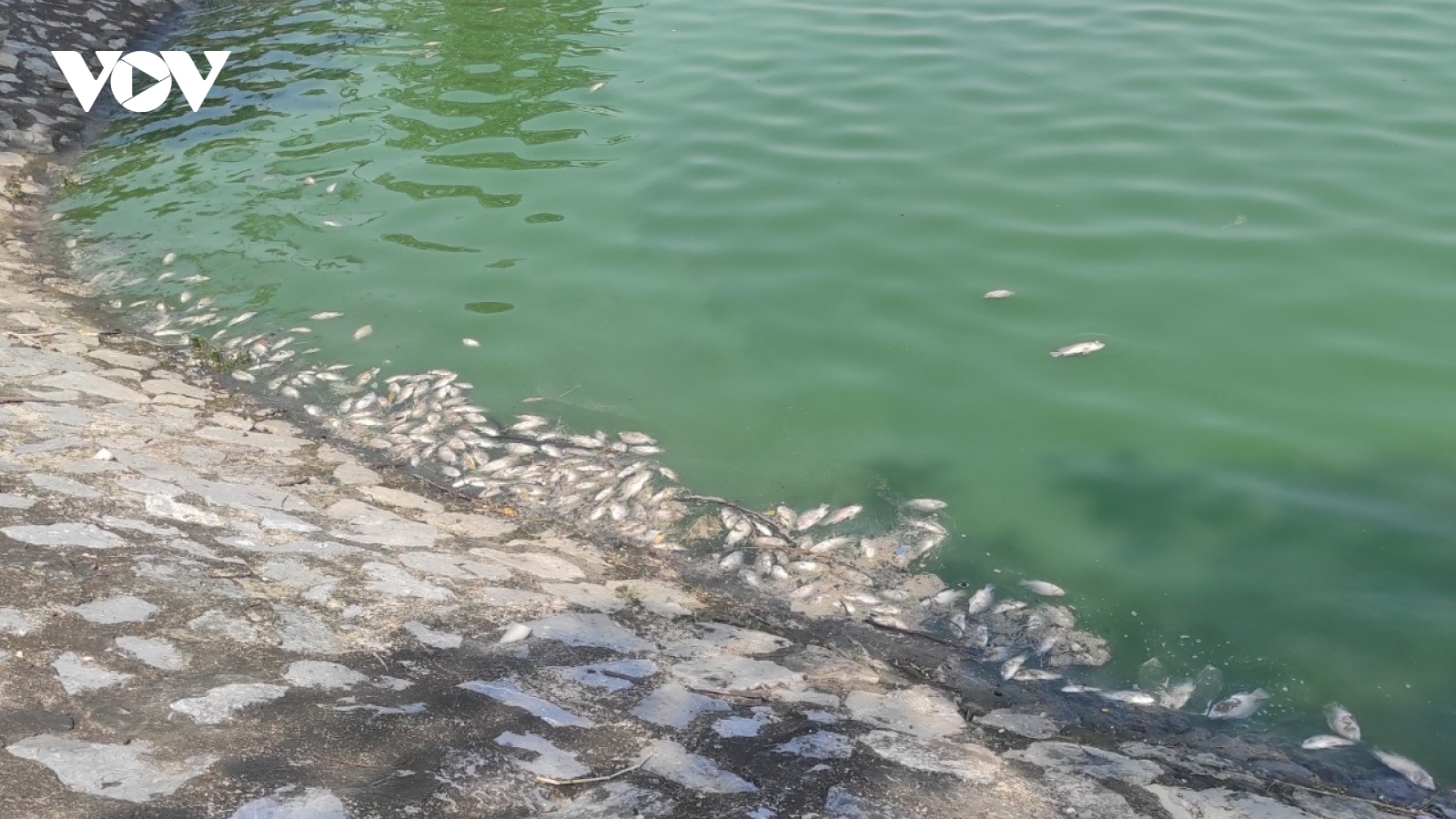 Cá chết trắng hồ điều hòa lớn nhất thành phố Hải Phòng